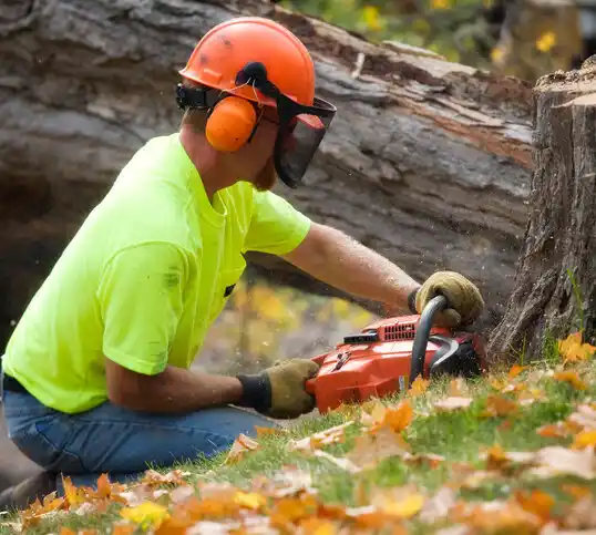 tree services Olivia